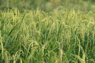 gündüz tarım alanının görünümü