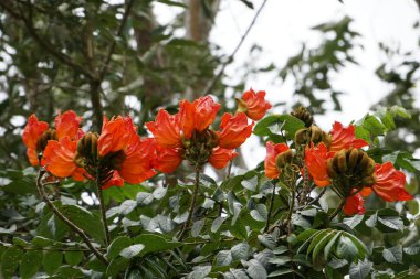 Açık büyüyen renk çiçekler yakın 