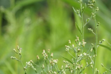 gündüz açık havada yeşil bitkilerin yakın 