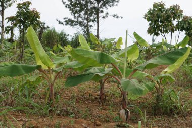 gündüz tarım alanının görünümü