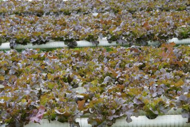 serada yetişen salata satırları görünümü 