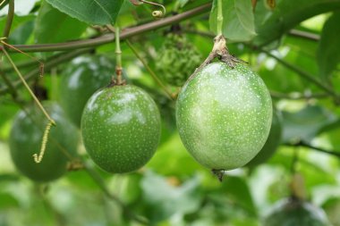verim gündüz büyüyen meyve ağacının yakın 
