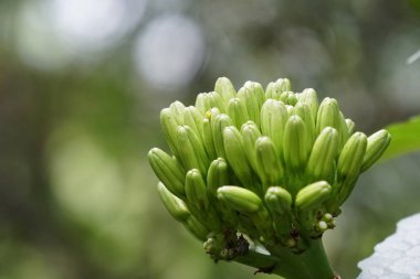 gündüz açık havada yeşil bitkilerin yakın 