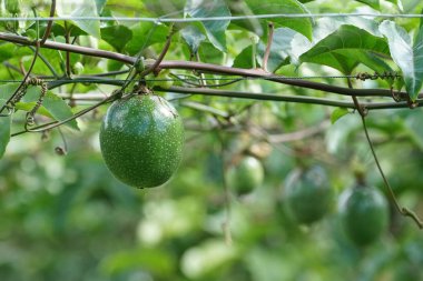 verim gündüz büyüyen meyve ağacının yakın 