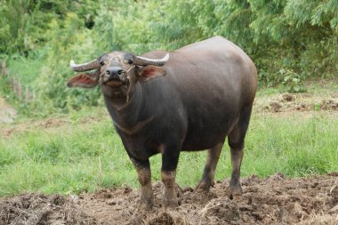 scenic shot of asian cow grazing on nature