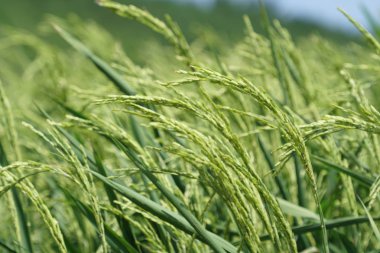 gündüz tarım alanının görünümü