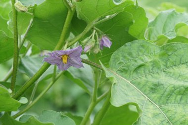 gündüz tarım alanının görünümü
