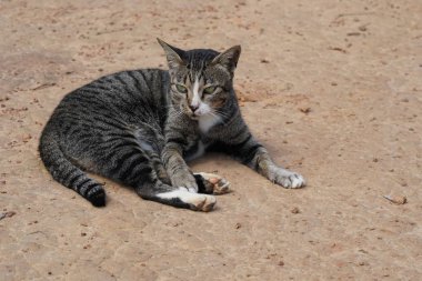 sevimli gri kedi rahatlatıcı açık 