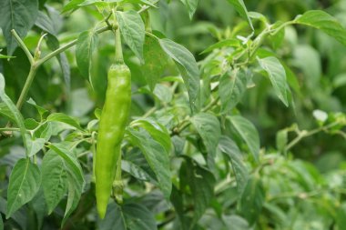 gündüz biber ile tarım alanı görünümü