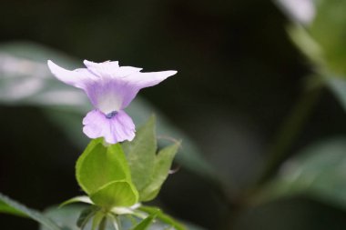 Açık büyüyen renk çiçeği yakın 