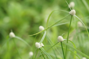 Açık büyüyen renk çiçekler yakın 