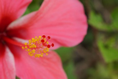 Açık büyüyen renk çiçeği yakın 