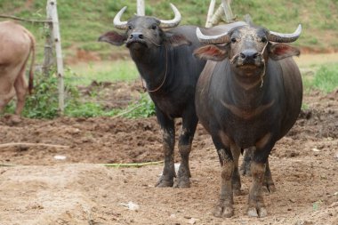 scenic shot of asian cows grazing on nature