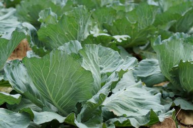 gündüz lahana ile tarım alanı görünümü