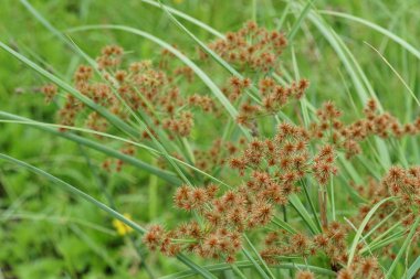 gündüz açık havada yeşil bitkilerin yakın 