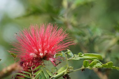 Açık büyüyen renk çiçeği yakın 
