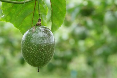 verim gündüz büyüyen meyve ağacının yakın 