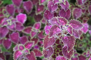 renk bitkiler yakın yukarı gündüz yaprakları 