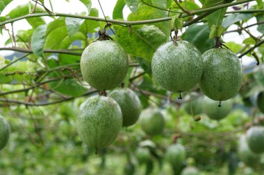 verim gündüz büyüyen meyve ağacının yakın 