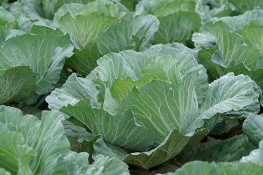 gündüz lahana ile tarım alanı görünümü