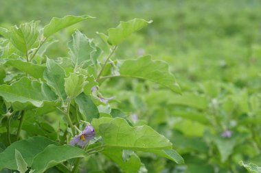 gündüz tarım alanının görünümü