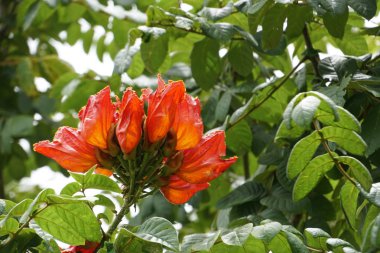 Açık büyüyen renk çiçekler yakın 