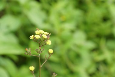Açık büyüyen renk çiçekler yakın 