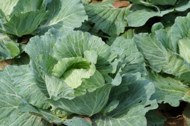 gündüz lahana ile tarım alanı görünümü