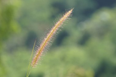gündüz açık havada yeşil bitkilerin yakın 