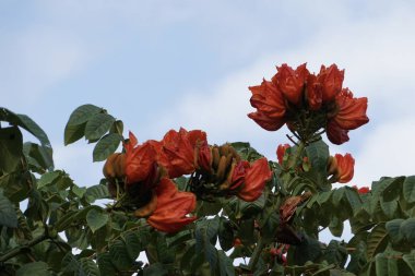 Açık büyüyen renk çiçekler yakın 