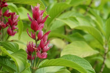 Açık büyüyen renk çiçekler yakın 