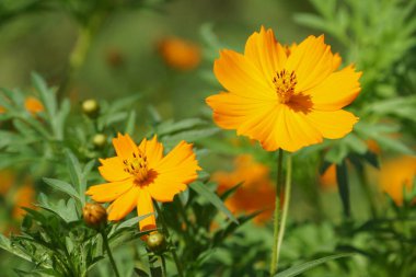 Açık büyüyen renk çiçekler yakın 