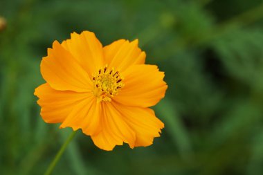 Açık büyüyen renk çiçeği yakın 