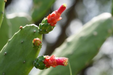 gündüz açık havada büyüyen kaktüs yakın 