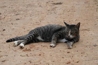 sevimli gri kedi rahatlatıcı açık 