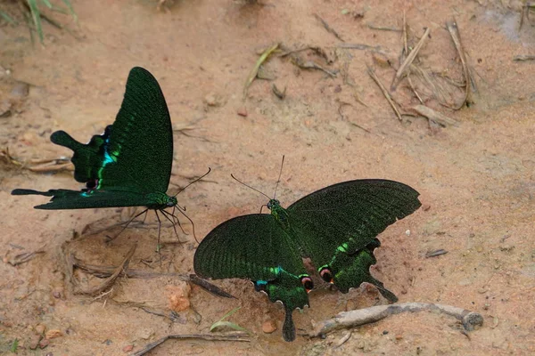 Primer Plano Hermosa Mariposa Agua Potable Aire Libre —  Fotos de Stock