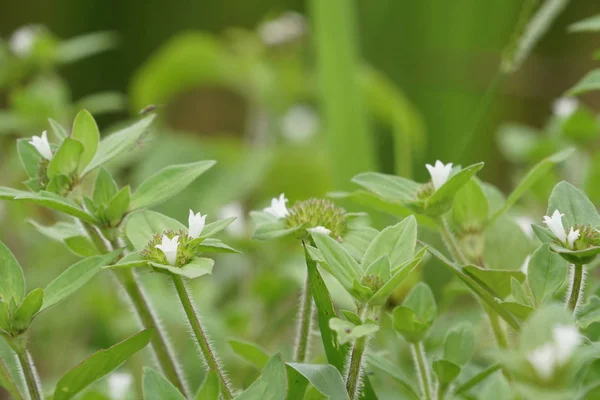 Närbild Färg Blommor Växer Utomhus — Stockfoto