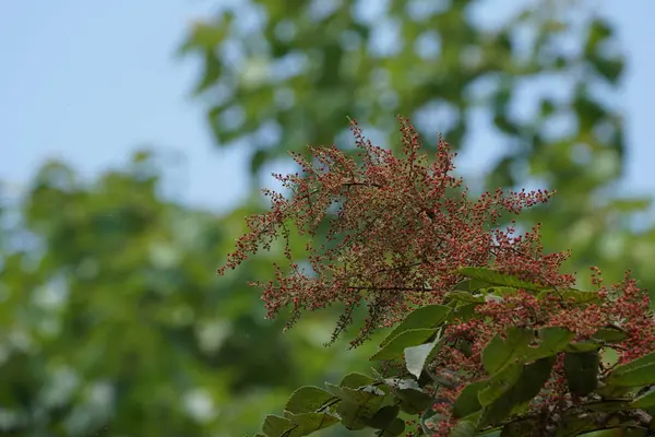 Gros Plan Fleurs Couleur Poussant Plein Air — Photo