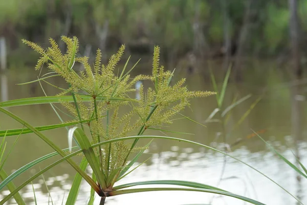 Fermer Les Plantes Vertes Extérieur Jour — Photo