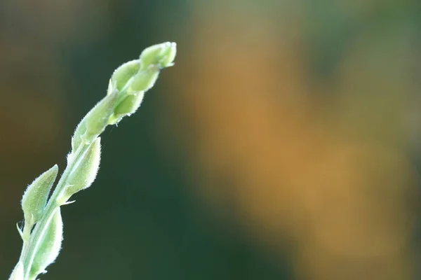 Närbild Gröna Växter Utomhus Dagtid — Stockfoto