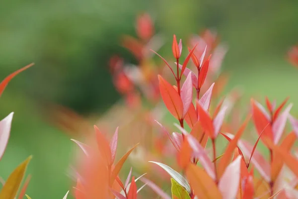 白天彩色植物叶子的特写 — 图库照片