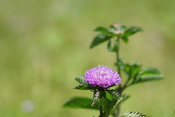 Närbild Färg Blomma Växande Utomhus — Stockfoto