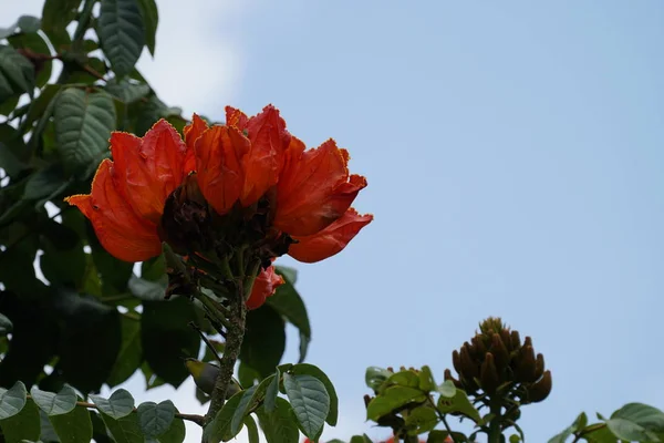 Närbild Färg Blommor Växer Utomhus — Stockfoto