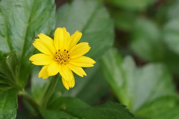 Primer Plano Flor Color Creciendo Aire Libre — Foto de Stock