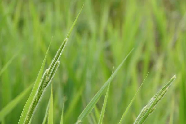 Close Plantas Verdes Livre Durante Dia — Fotografia de Stock