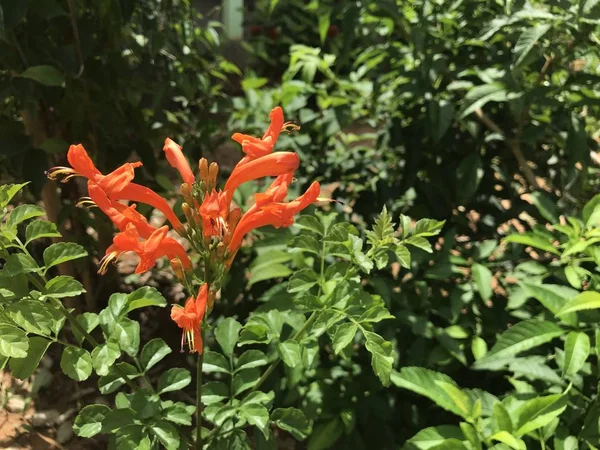 Close Color Flowers Growing Outdoor — Stock Photo, Image