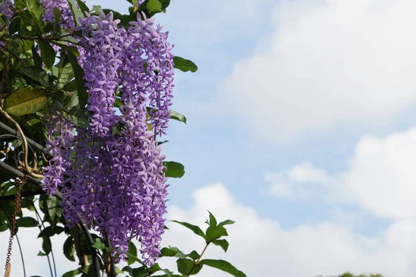 屋外で成長している色の花のクローズアップ — ストック写真