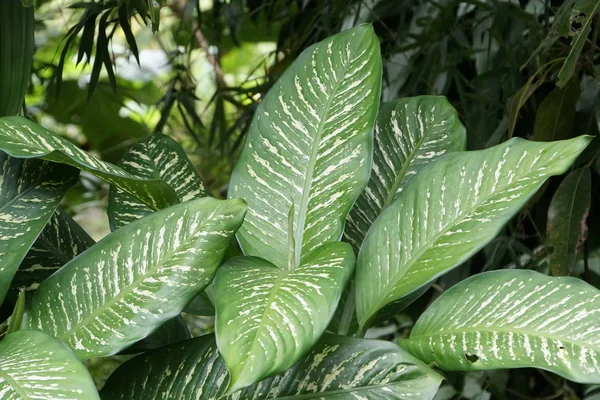 昼間の屋外の緑の植物のクローズアップ — ストック写真