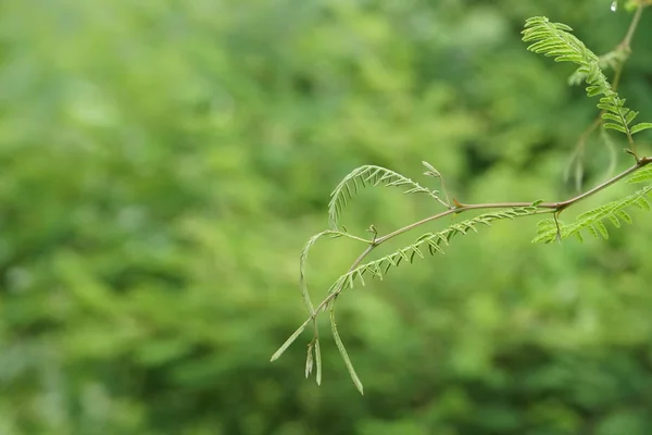 Close Green Plants Outdoors Daytime — Stock Photo, Image