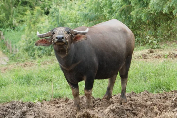 Szenische Aufnahme Einer Asiatischen Kuh Die Auf Der Natur Weidet — Stockfoto